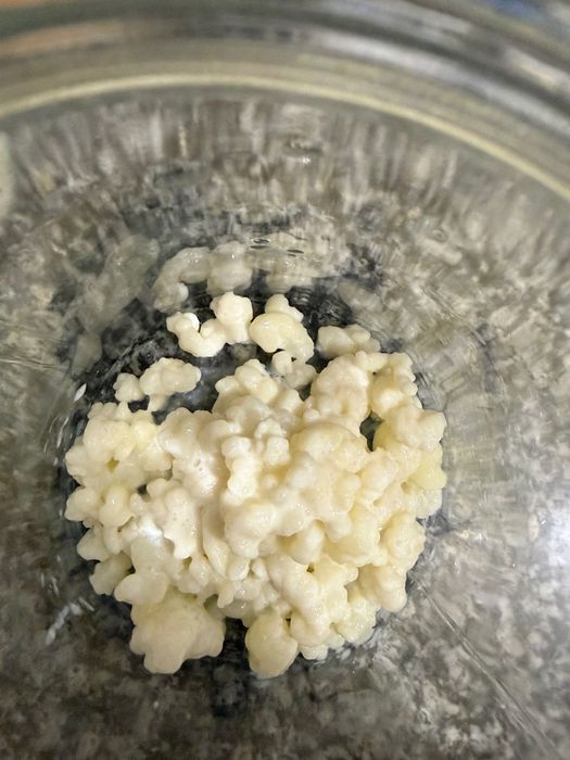 Kefir de Leite, grãos de Kefir de Leite.