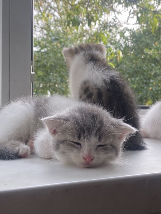 віддам кошенят в добрі рукі