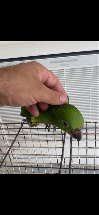 Papagaio ochrocephala