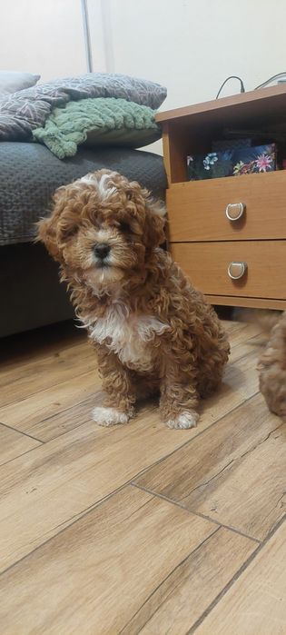 Suczka Cavapoo Red