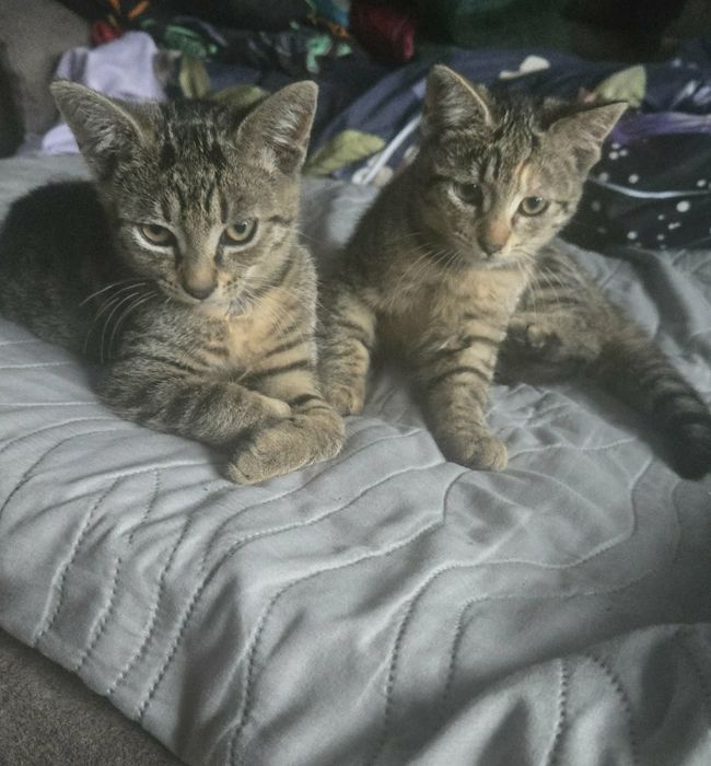 Kotki do adopcji za darmo