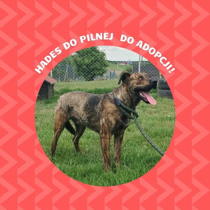 Hades do adopcji!
