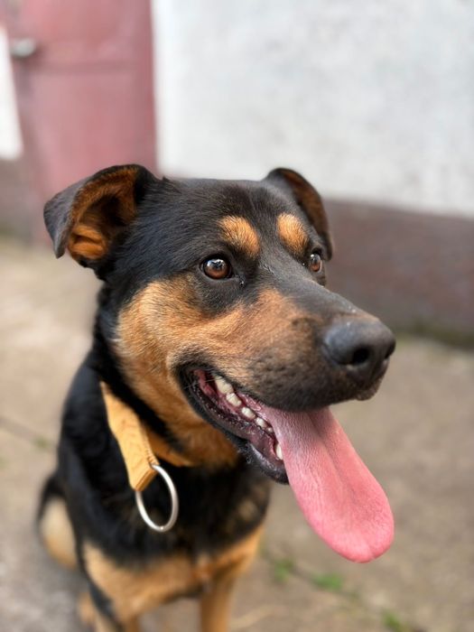 Собачка шукає дім