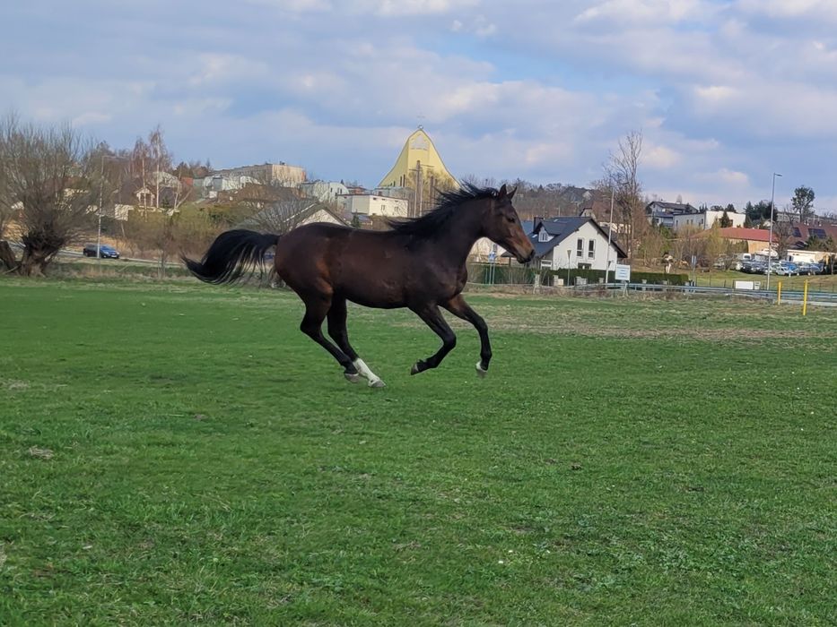Piękna Klacz, 2 lata