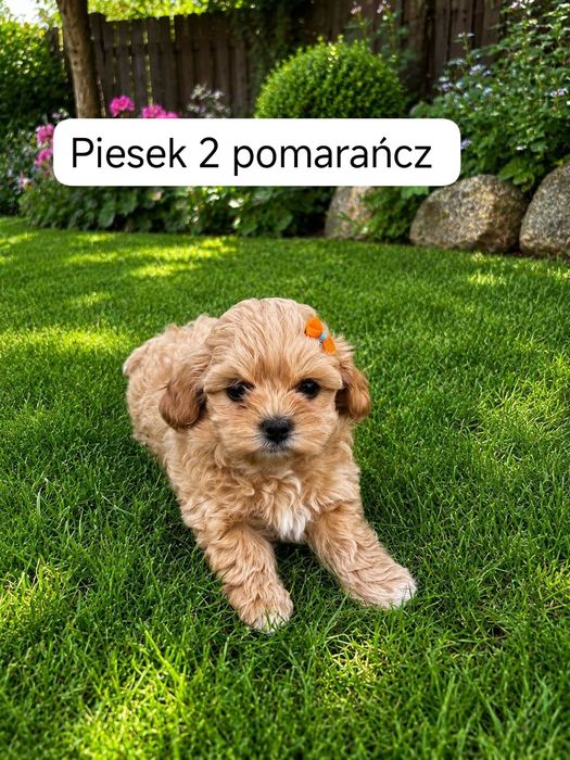 Malipoo szczeniaki xs