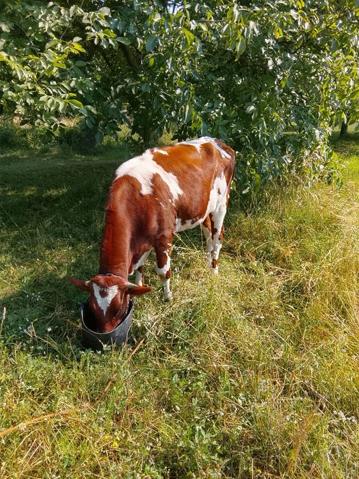 Продам тільну телицю