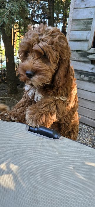 Cockapoo / dziewczynka