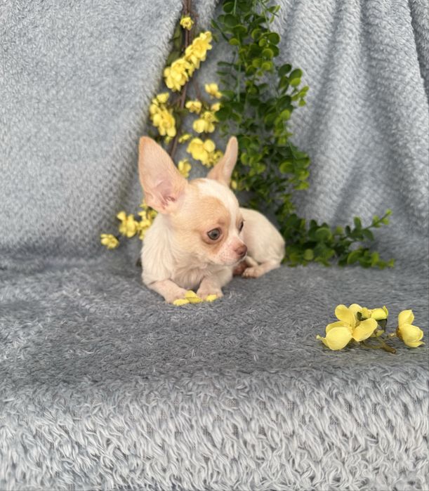 Estupendo menino mini Chihuahua de Qualidade