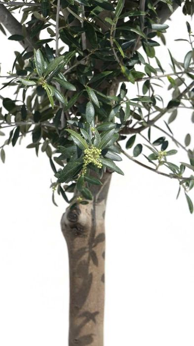 Оливкове дерево «Європейська Арбекіна» (Olea europaea Arbequina) «Spanish Premium» — Вік 25-30 років