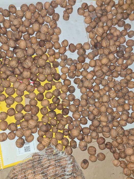 Orzechy włoskie zbiór 2024 rok