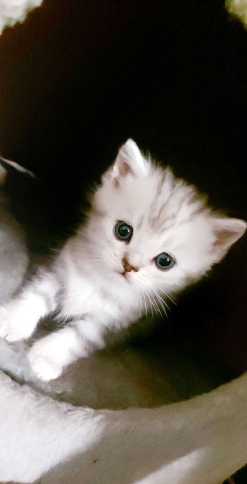 Чистокровные шотландские котята