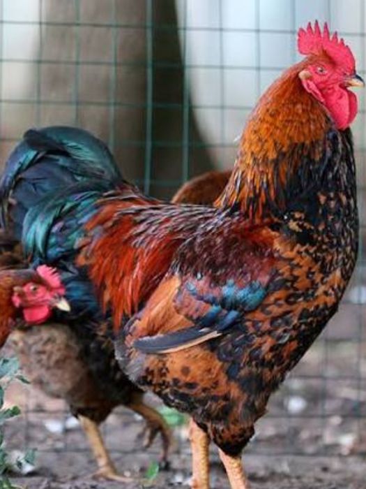 Продам півнів домашніх