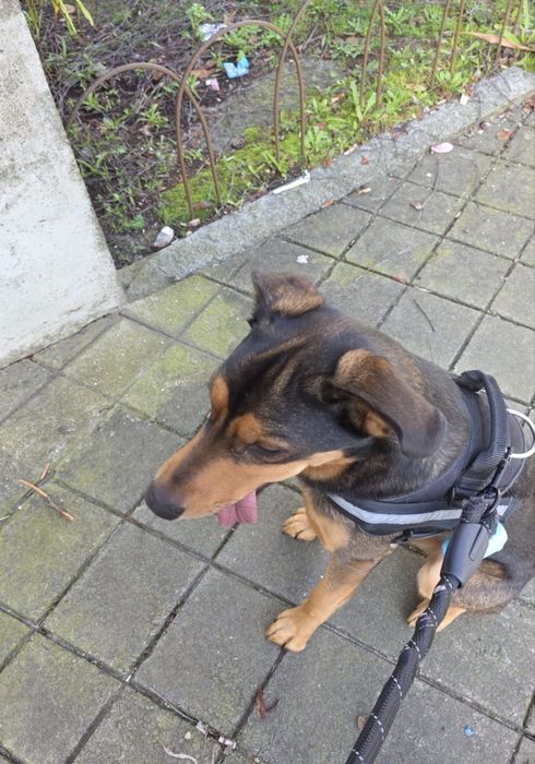 Cão (para adoçao)