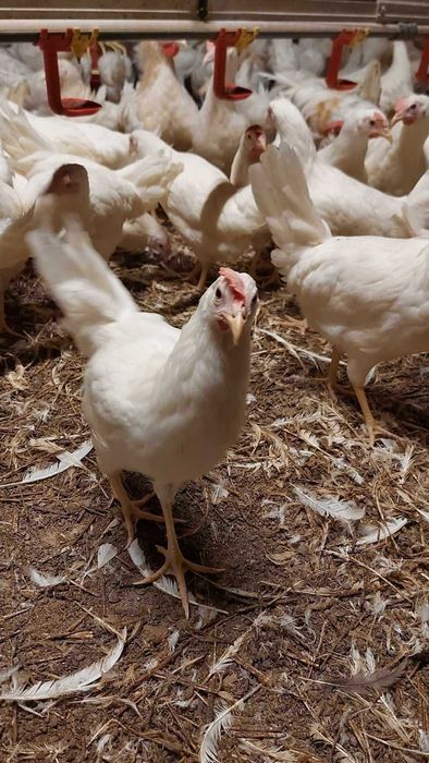 Kury LEGHORN Młode Nioski