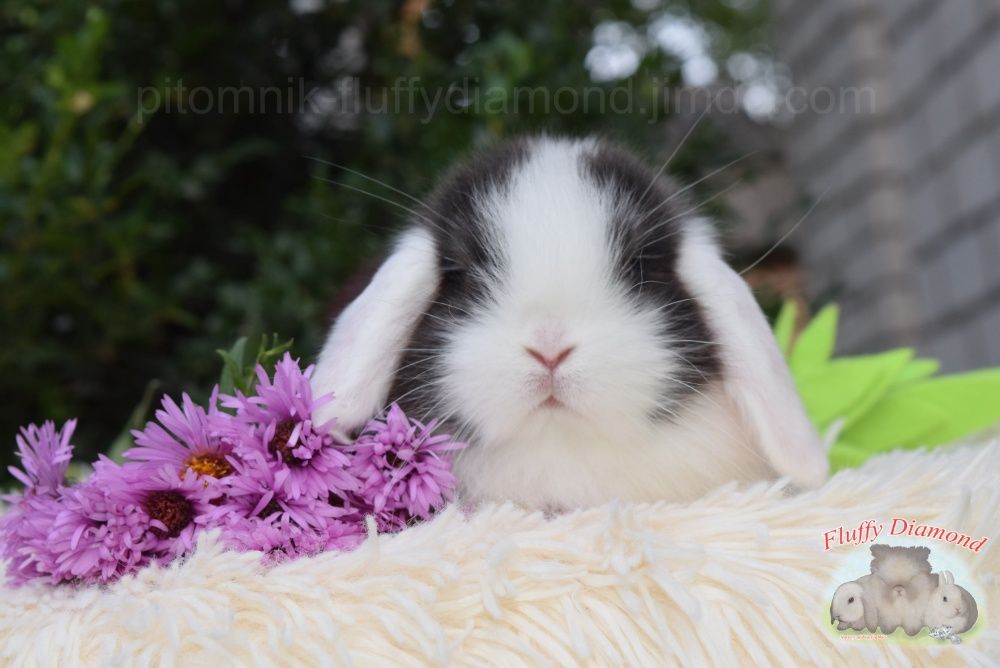 Карликовые вислоухие крольчата NHD. Кролик из питомника.