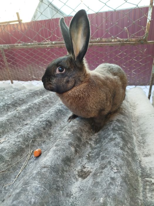 Кролики 3 місяці