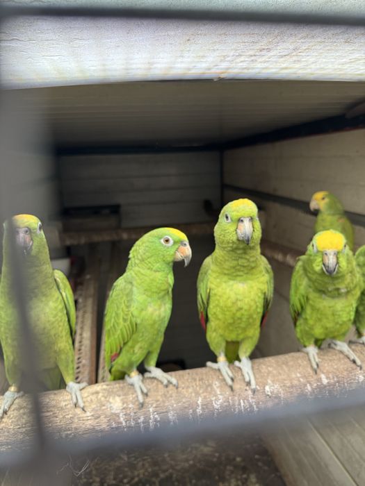 Papagaios amazonas ochrochephala
