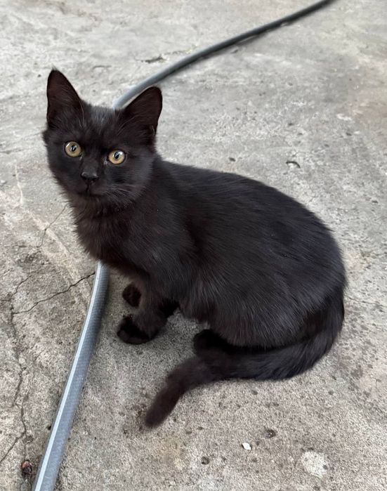 Черные котята ищут дом