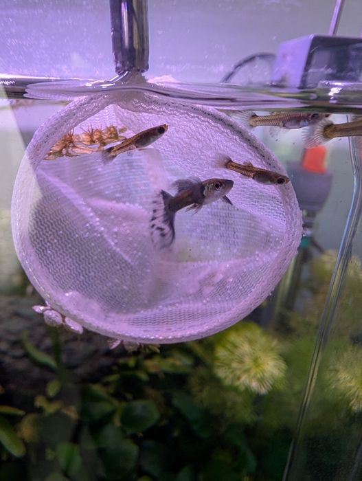 Pack  10  Guppys  juvenis