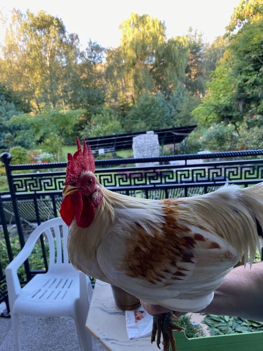 Liliputki cwergi .Kogut
