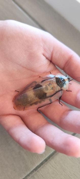 Домашній гігантський тарган, блаберус