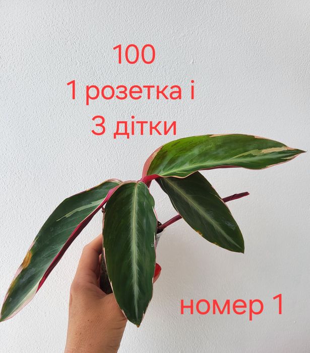 Строманта триколор, Бугенвілія