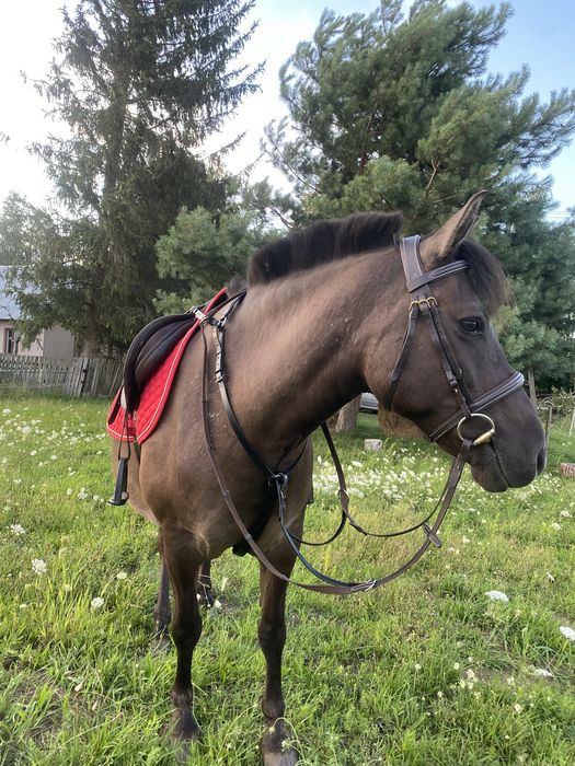 Klacz dla doswoadczonego przyszłościowa do 100cm