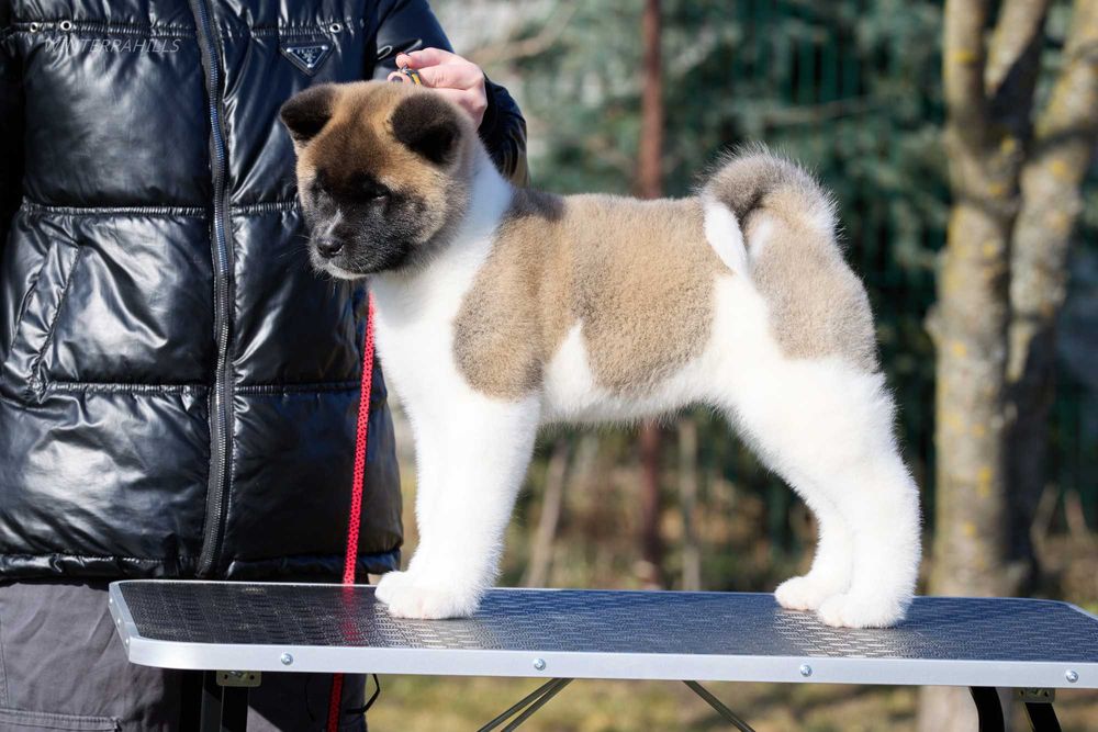 Дівчинка КСУ-FCI Американська Акіта American Akita