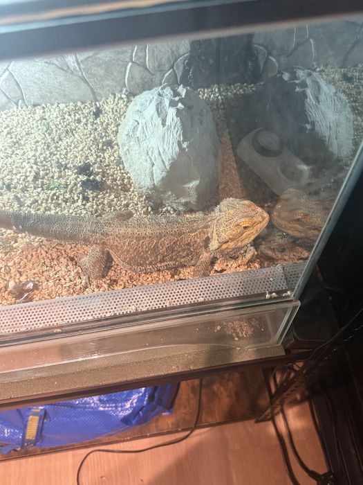 Terarium z agamą