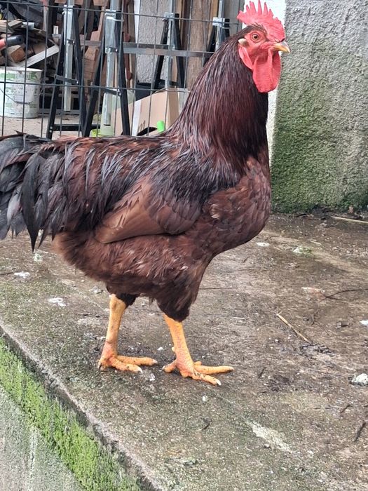 Rhode island red