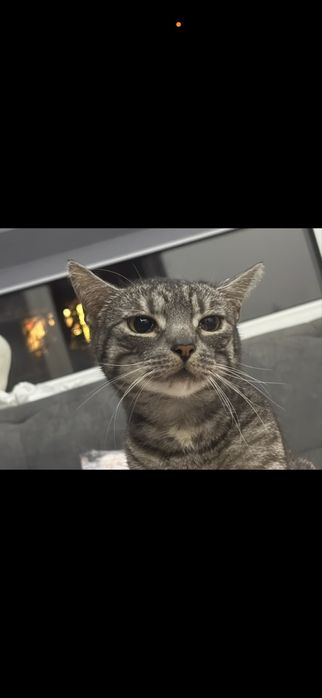 Kotek shiroo - do adopcji