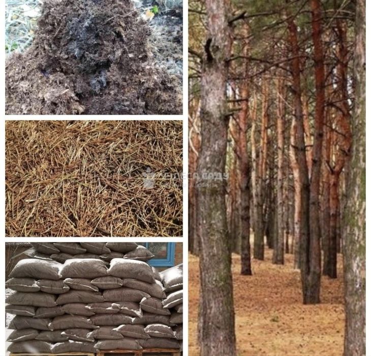 Хвойний опад сосновий