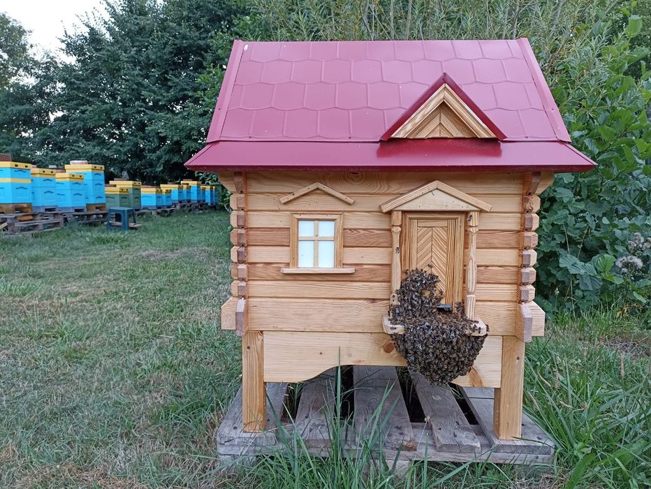 Rodzina pszczela odkład pszczoły