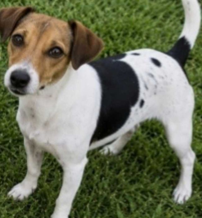 Jack Russel fêmea só este fim de semana