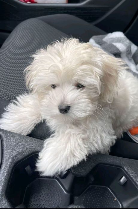 Маленькі дітки мальтійської болонки