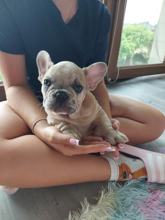 Buldog francuski lilac fawn merle Rocky