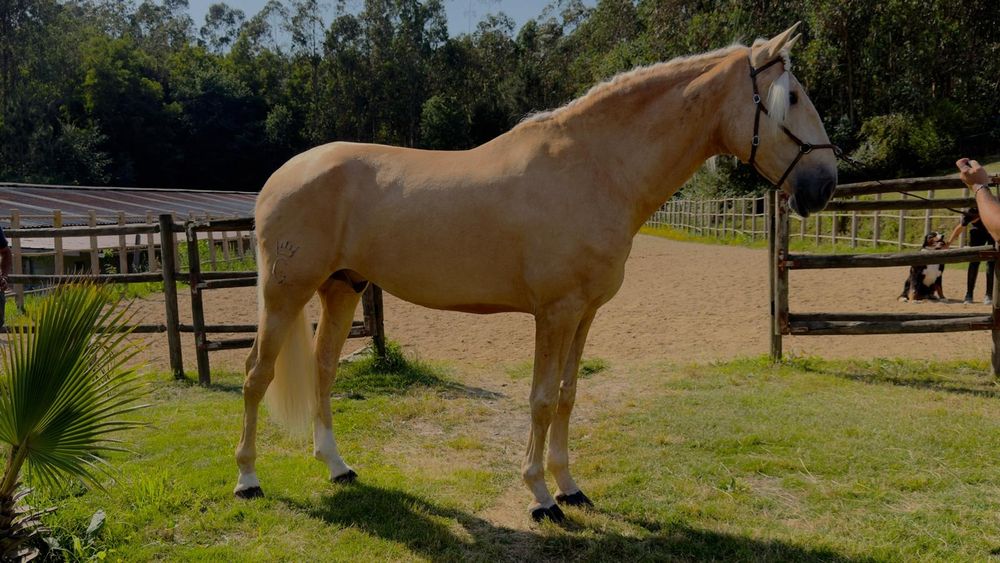 Cavalo Puro Sangue Lusitano