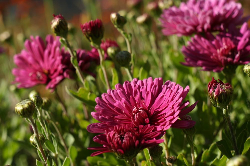 Комплект для макрозйомки MIKAR/S 55mm f4.5 на Canon