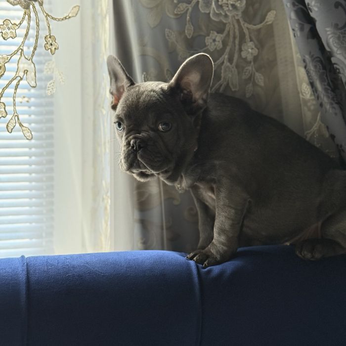 Французкая девочка ищет себе семью:)