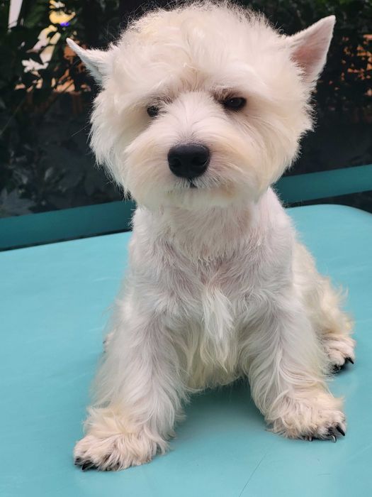 Вест Хайленд Уайт Тер'єр/West Highland White Terrier, цуценята .