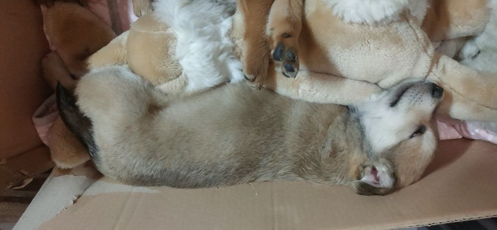 Віддам цуценят безкоштовно