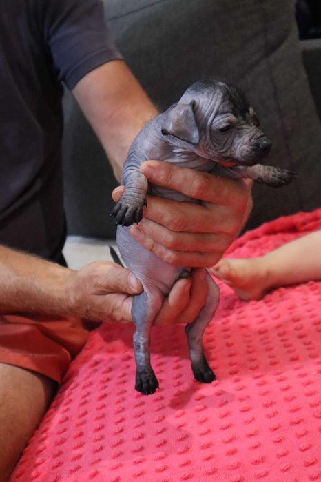 Nagi pies meksykański miniaturowy Xolo FCI ZKwP