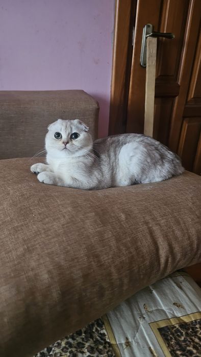 Шотландське кошеня