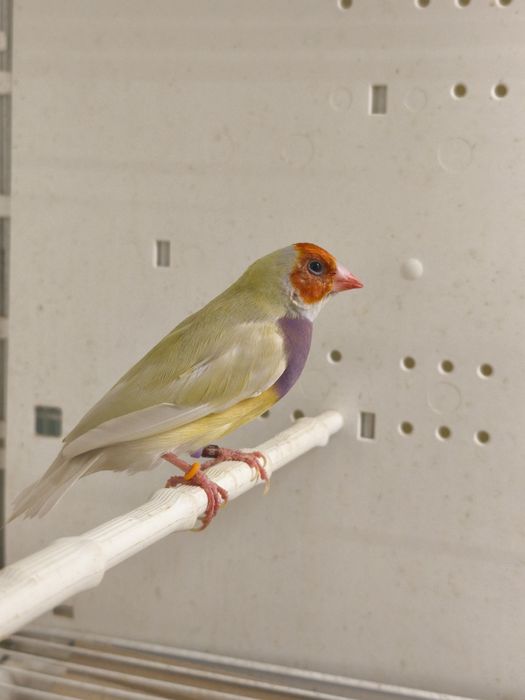 Amadyna Wspaniała Samica Żółta