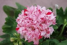 Пеларгония  Richard Hodston