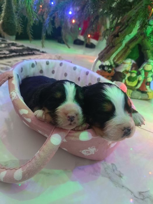 Berneński pies pasterski