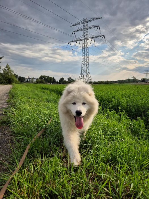 Adopcja  psa za darmo ZAREZERWOWANY  DO 14.02 .26