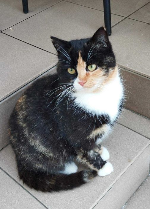 Отдается две кошечки в новый дом