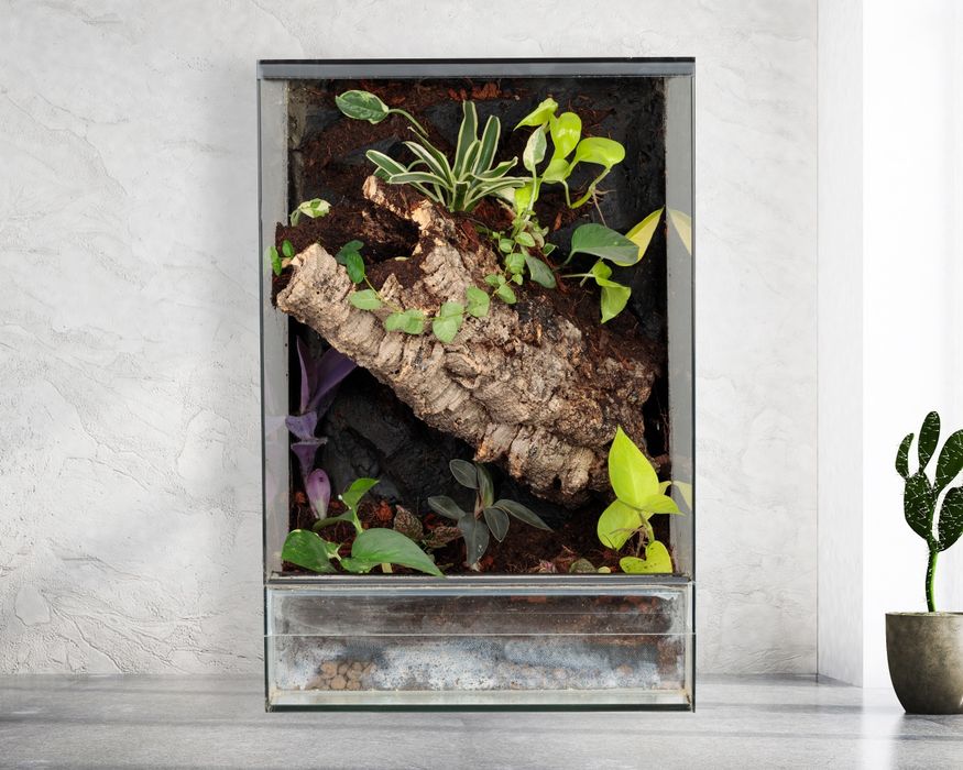 Terrarium las w szkle paludarium