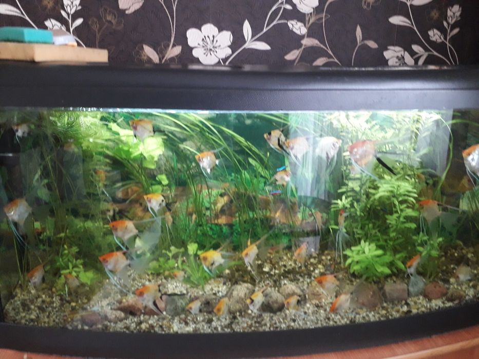 Sprzedam  skalary koi